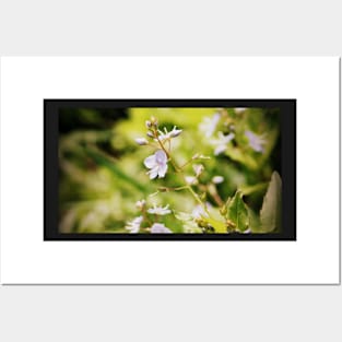 Speedwell wildflowers Posters and Art